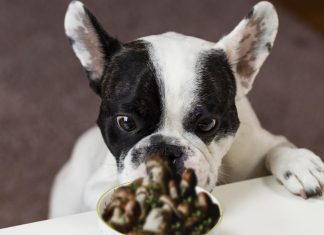 Unveiling the Magic How Mushrooms Can Boost Your Dog's Well-being