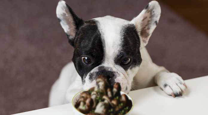 Unveiling the Magic How Mushrooms Can Boost Your Dog's Well-being