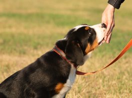 Puppy treats