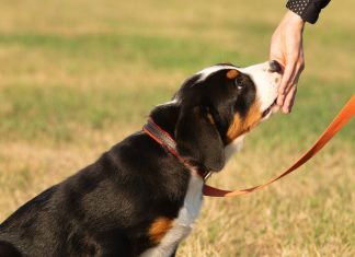 Puppy treats
