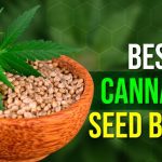 Best Cannabis Seed Banks