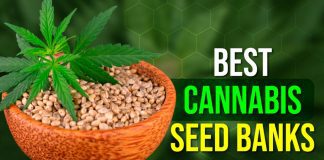 Best Cannabis Seed Banks: Buy High-Yield Autoflower & Feminized Seeds Discreetly in the US Best Cannabis Seed Banks