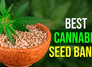 Best Cannabis Seed Banks: Buy High-Yield Autoflower & Feminized Seeds Discreetly in the US Best Cannabis Seed Banks