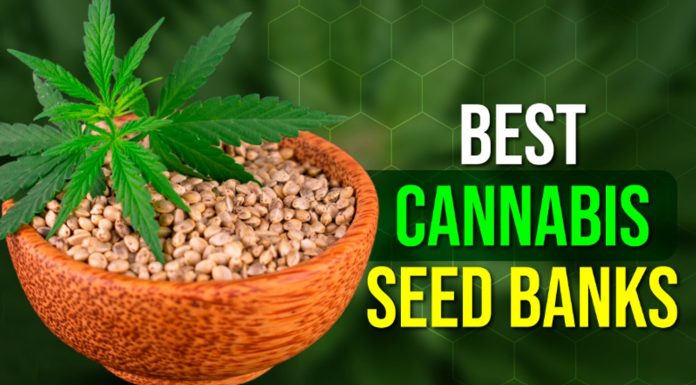 Best Cannabis Seed Banks