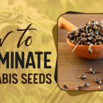 Germinate Cannabis Seeds