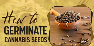How to Germinate Cannabis Seeds: A Beginner’s Guide to Planting Weed Seeds Germinate Cannabis Seeds