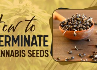 How to Germinate Cannabis Seeds: A Beginner’s Guide to Planting Weed Seeds Germinate Cannabis Seeds