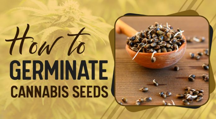 Germinate Cannabis Seeds