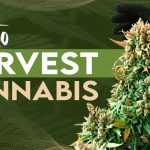 How to Harvest Cannabis