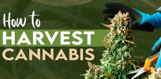 How to Harvest Cannabis: Easy Tips & Tricks to Cure, Dry, & Trim Homegrown Cannabis How to Harvest Cannabis
