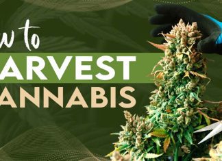 How to Harvest Cannabis: Easy Tips & Tricks to Cure, Dry, & Trim Homegrown Cannabis How to Harvest Cannabis