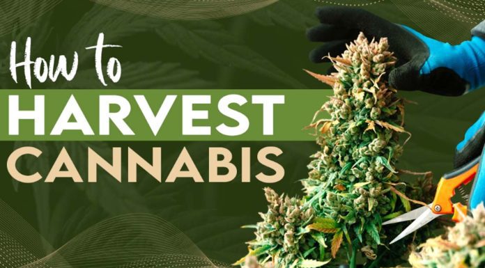 How to Harvest Cannabis
