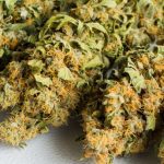 Runtz Weed Strain Review 2024