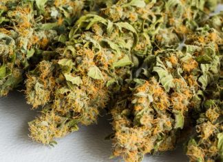 Runtz Weed Strain Review 2024: THC Levels, Effects, Benefits & More Runtz Weed Strain Review 2024