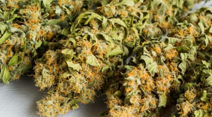 Runtz Weed Strain Review 2024