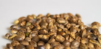 Best Seed Banks That Ship to USA: Get Cannabis Seeds Discreetly & Safely in 2024 Web capture_17-10-2023_174745_images.pexels.com