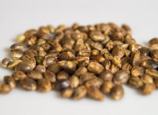 Best Seed Banks That Ship to USA: Get Cannabis Seeds Discreetly & Safely in 2024 Web capture_17-10-2023_174745_images.pexels.com