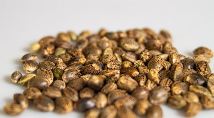 Web capture_17-10-2023_174745_images.pexels.com