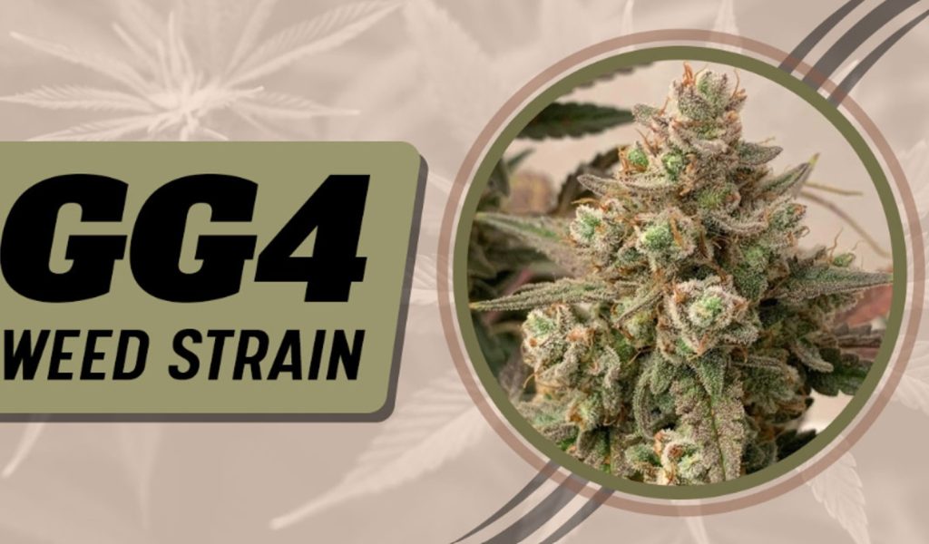 GG4 Weed Strain Review [2024] Pros, Cons & Where to Buy