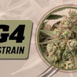 gg4 weed strain