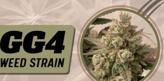 gg4 weed strain