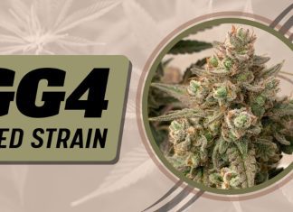 gg4 weed strain