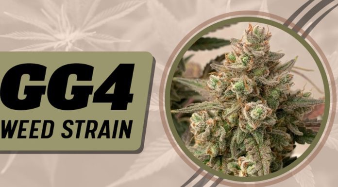 gg4 weed strain