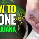 how-to-clone-marijuana