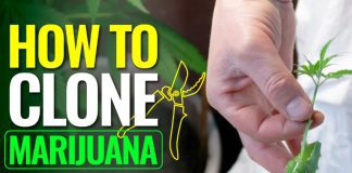 How to Clone Marijuana the Right Way: A Detailed Beginner’s Guide how-to-clone-marijuana