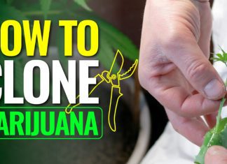 How to Clone Marijuana the Right Way: A Detailed Beginner’s Guide how-to-clone-marijuana