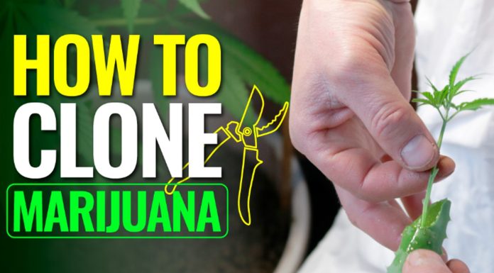 how-to-clone-marijuana