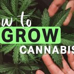 how-to-grow-cannabis-edit (1)