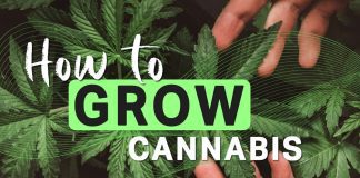 How to Grow Cannabis: A Detailed Beginner’s Guide to Growing Weed how-to-grow-cannabis-edit (1)