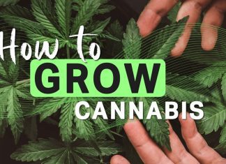 How to Grow Cannabis: A Detailed Beginner’s Guide to Growing Weed how-to-grow-cannabis-edit (1)