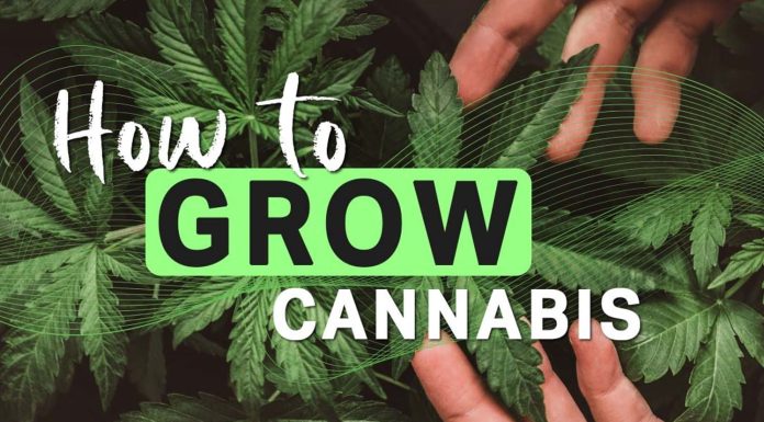 How to Grow Cannabis: A Detailed Beginner’s Guide to Growing Weed how-to-grow-cannabis-edit (1)