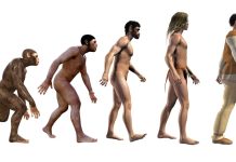 Human evolution, from ape to modern business man, 3d illustration