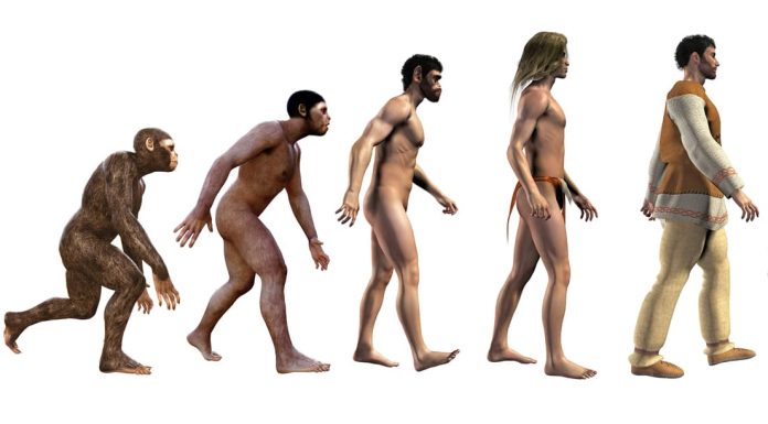 Human evolution, from ape to modern business man, 3d illustration
