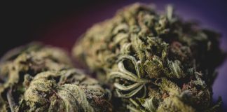 White Widow Weed Strain: Potency, Benefits & Best Place to Buy iStock-1139963102