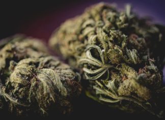 White Widow Weed Strain: Potency, Benefits & Best Place to Buy iStock-1139963102
