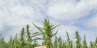 Top Tips for Cultivating Cannabis Plants for Newbie Cannabis Growers iStock-1172969977