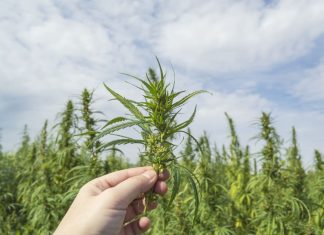 Top Tips for Cultivating Cannabis Plants for Newbie Cannabis Growers iStock-1172969977