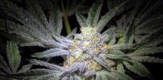 Blue Dream Weed Strain Info: Effects, THC Levels, Cultivation & More iStock-1297104020
