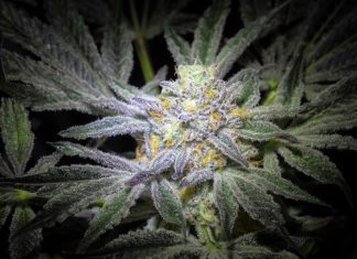 Blue Dream Weed Strain Info: Effects, THC Levels, Cultivation & More iStock-1297104020