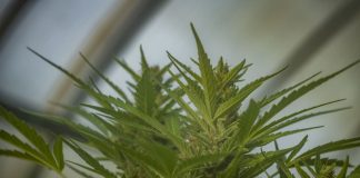 What Does a Marijuana Plant Look Like? Key Characteristics & More iStock-1531125287