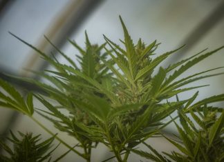 What Does a Marijuana Plant Look Like? Key Characteristics & More iStock-1531125287