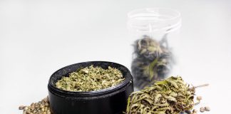 Best Cannabis Seed Banks of 2024 for High-Yield + Potent Cannabis Seeds iStock-1696737653