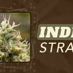 indica strains