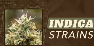 The Best Indica Strains for Pain Relief, Insomnia & Appetite indica strains