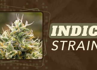 The Best Indica Strains for Pain Relief, Insomnia & Appetite indica strains