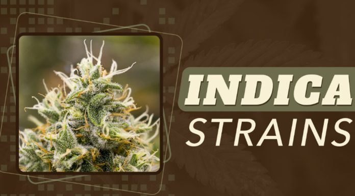 indica strains